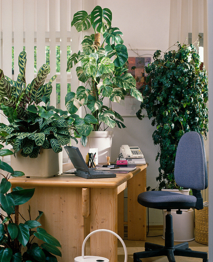 Büro mit Cissus rhombifolia, Philodendron, Calathea-Hybriden