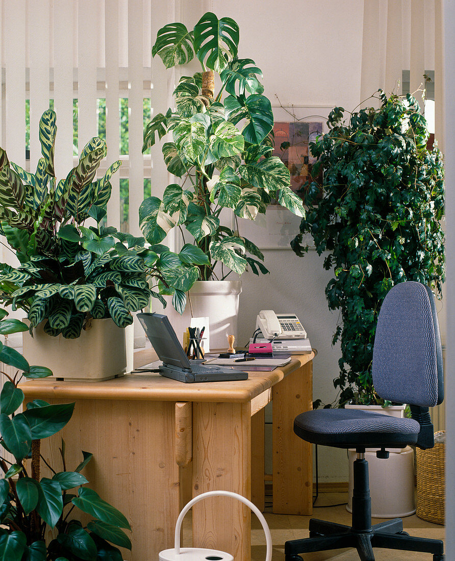 Office with Cissus rhombifolia, Philodendron, Calathea hybrids