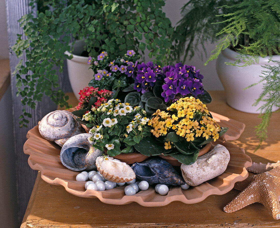 Exacum Affine, Kalanchoe blossfeldiana, Saintpaulia