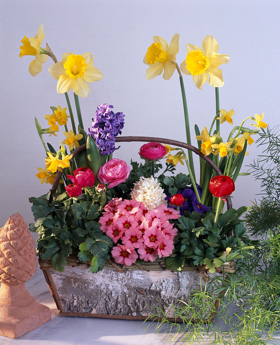 Narcissus hybrid, Narcissus 'Tete A Tete'