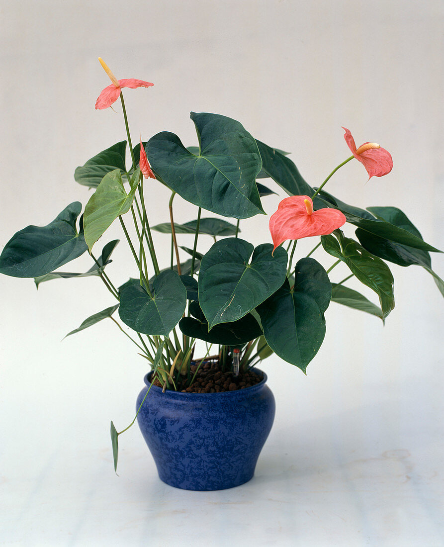 Anthurium-scherzerianum-hybride