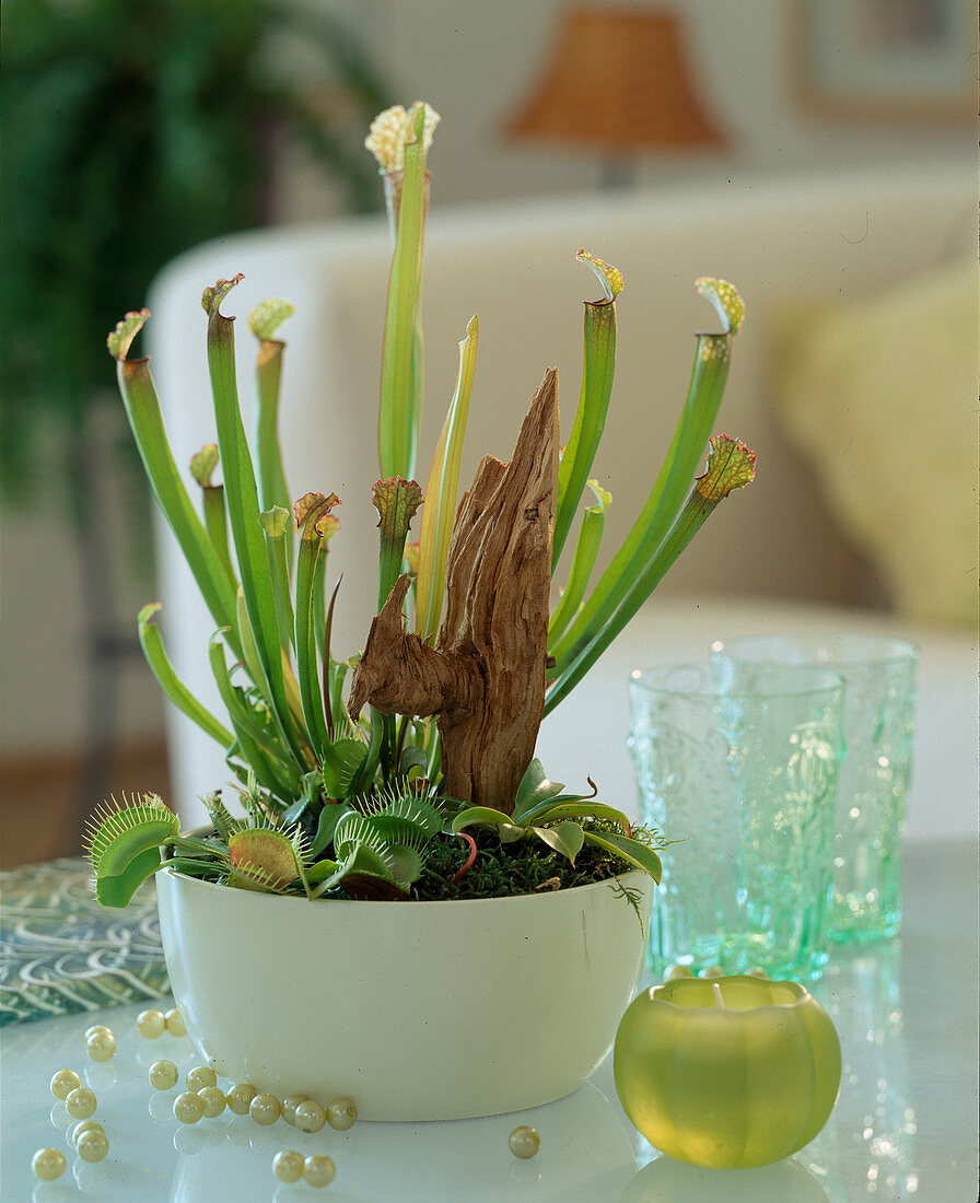 Bowl with Dionaea muscipula (Venus flytrap)