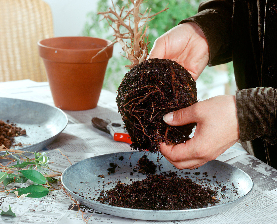 Rescue attempt of a fig tree