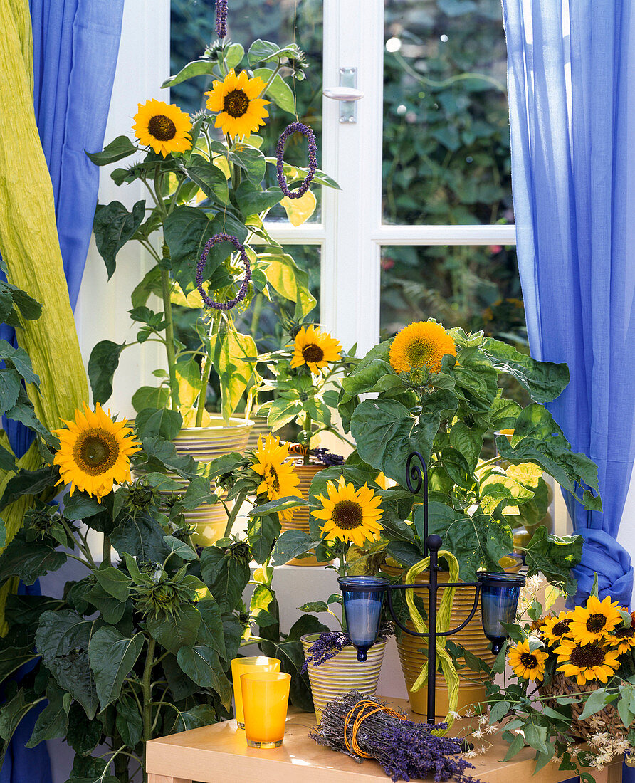 Helianthus annuus 'Teddybär', 'Sonja', 'Tiffany' (Sonnenblumen)