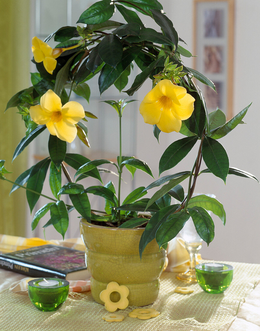 Allamanda cathartica (golden trumpet) grown in wreath form