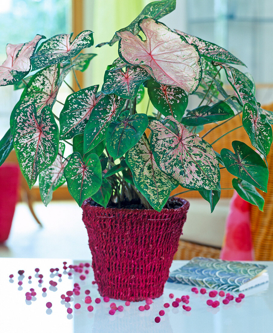 Caladium bicolor (Buntblatt)