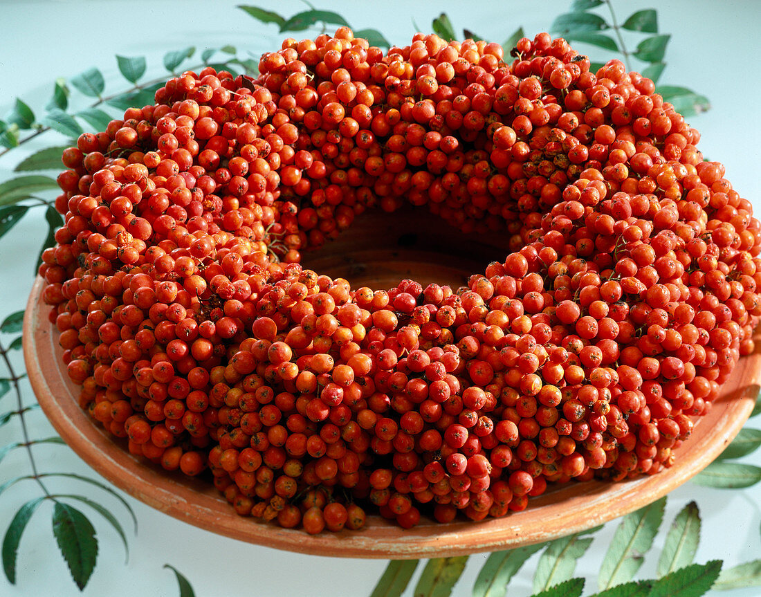 Autumn wreath with Sorbus aucuparia (rowan berries)