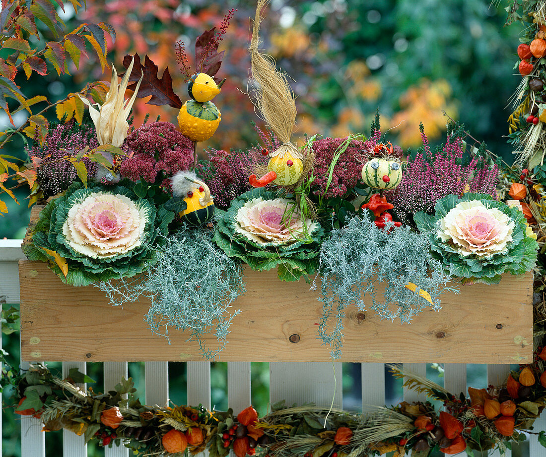 Holzkasten: Brassica / Zierkohl, Sedum / Fetthenne, Calluna / Besenheide