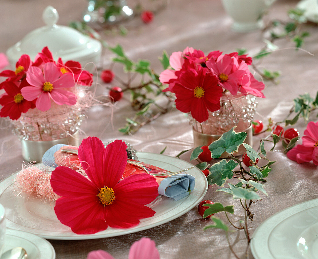 Cosmos bipinnatus 'Sonata Red' and 'Sonata Pink'