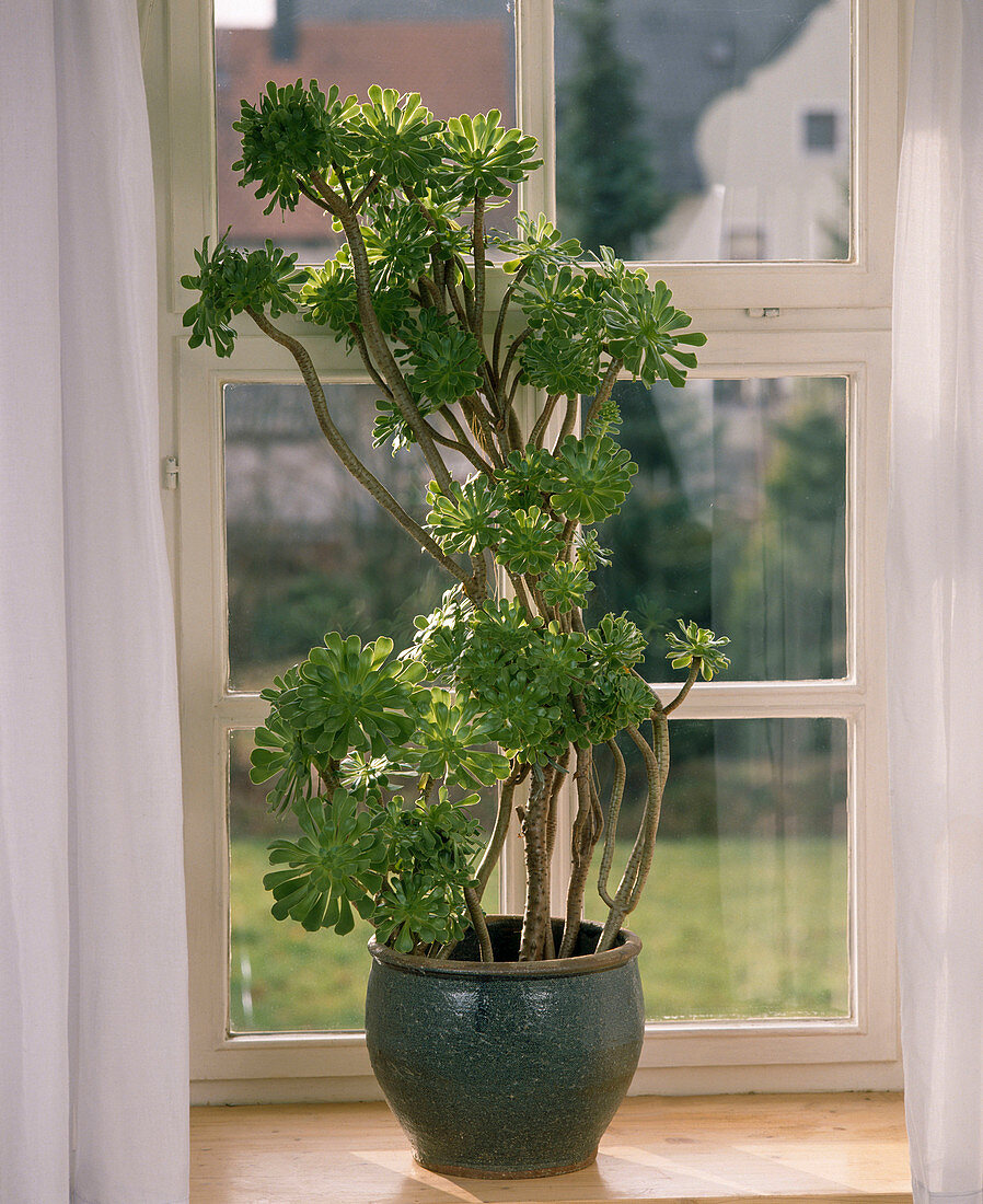 Aeonium arboreum