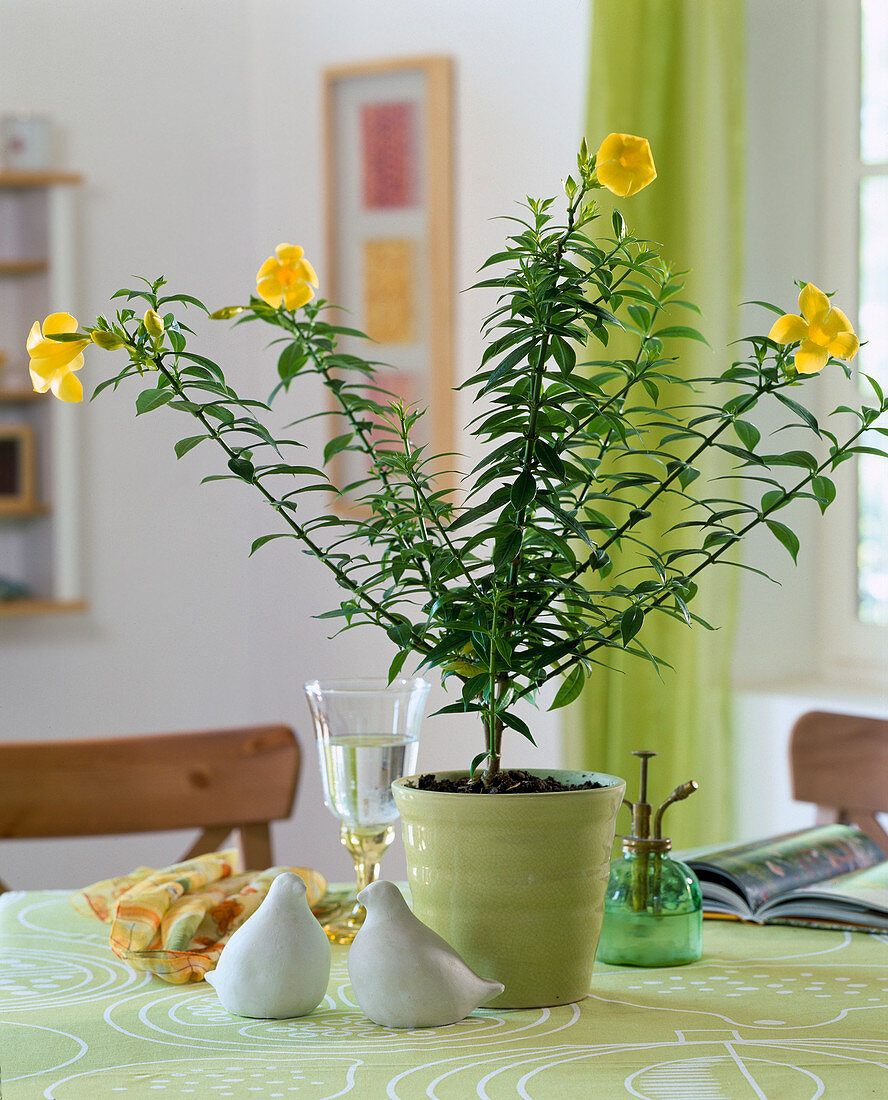 Allamanda cathartica (Goldtrompete)