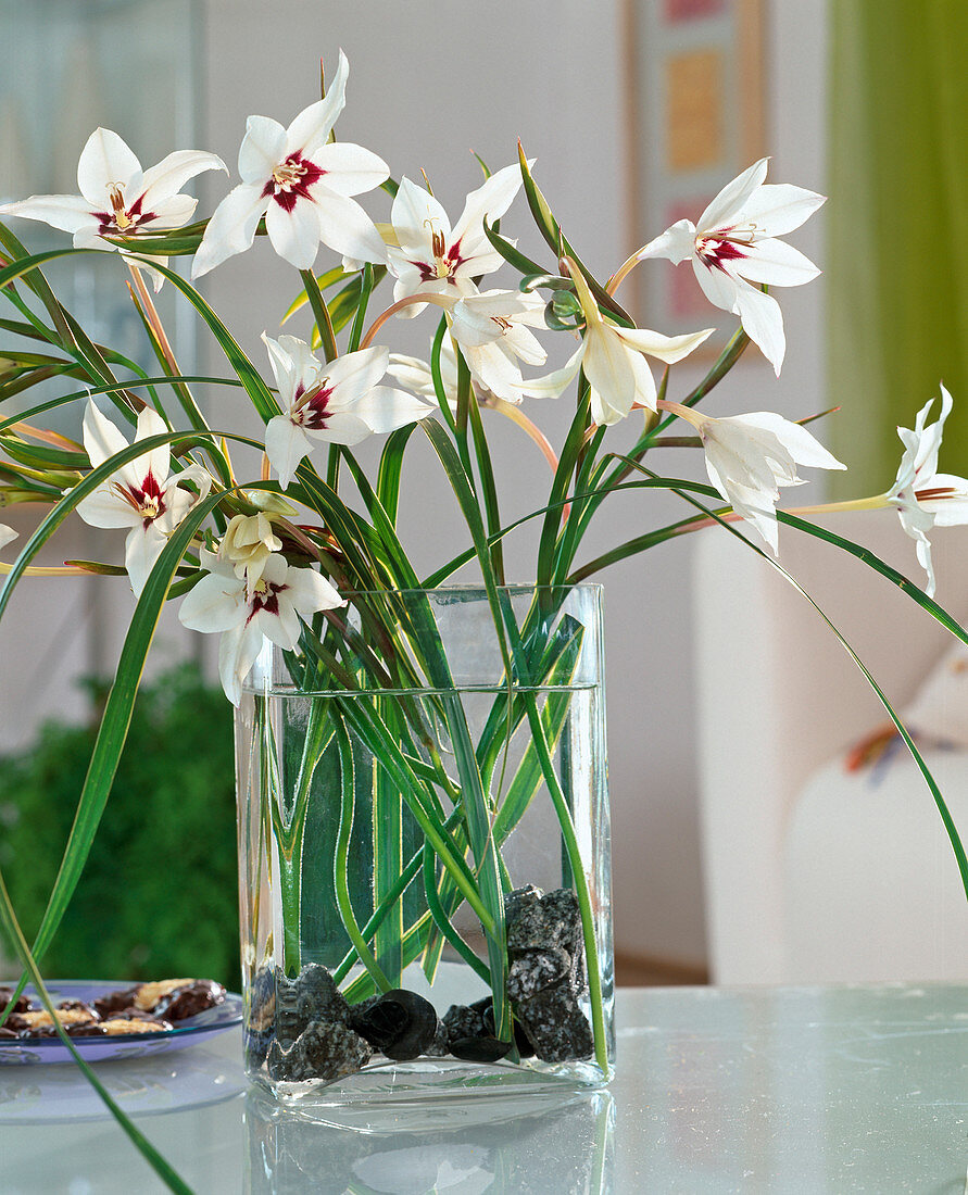 Acidanthera bicolor 'White'