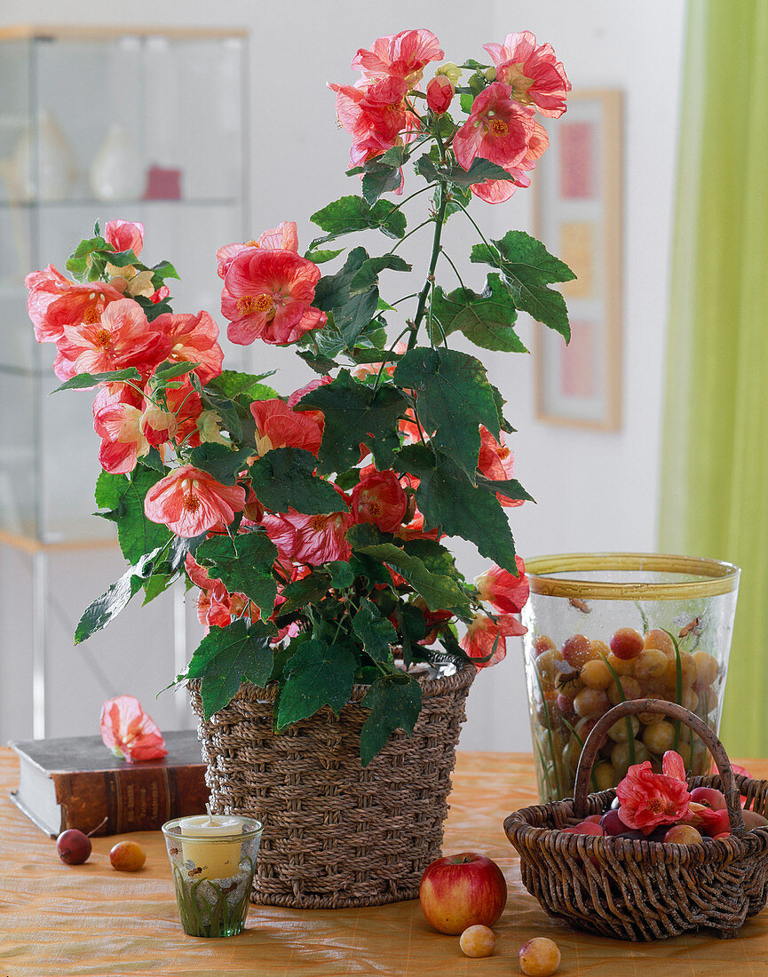 Abutilon hybr. 'Bella Salomon' (mallow)