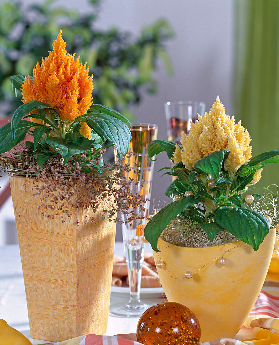 Yellow arrangement with Celosia argentea