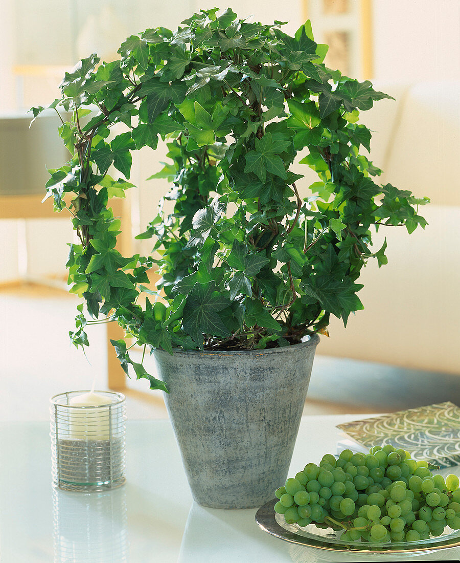 Hedera helix (ivy) grown as a ball