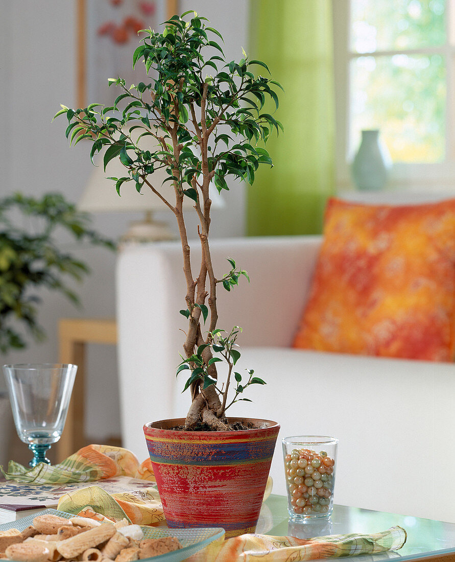 Rettungsversuch einer Ficus benjamina (Feige)