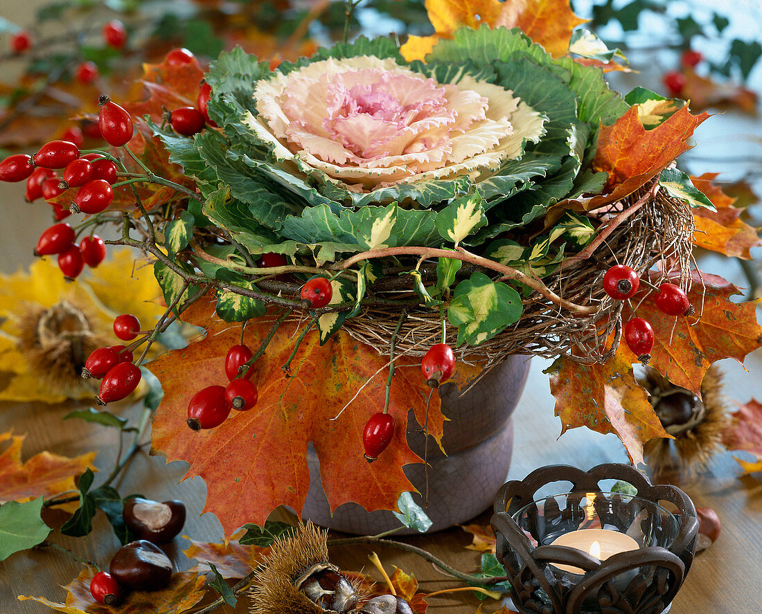 Brassica oleracea (cabbage) in a pot with clematis wreath