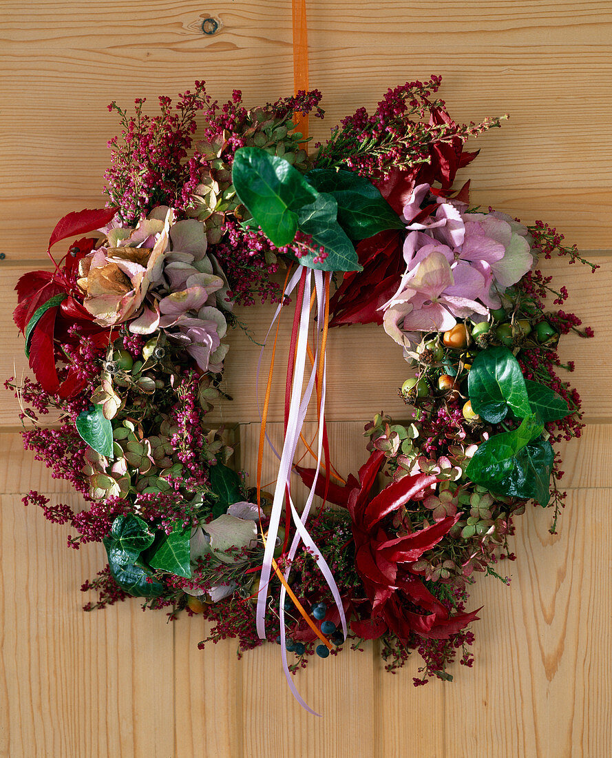 Door wreath with Erica gracilis (heather), Hydrangea (hydrangea), Parthenocissus (wild vine)