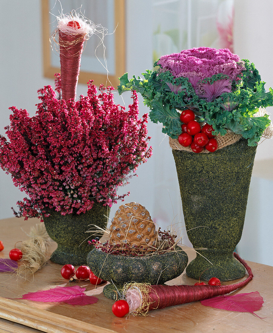 Erica gracilis (Heide), Brassica (Zierkohl), Pinienzapfen