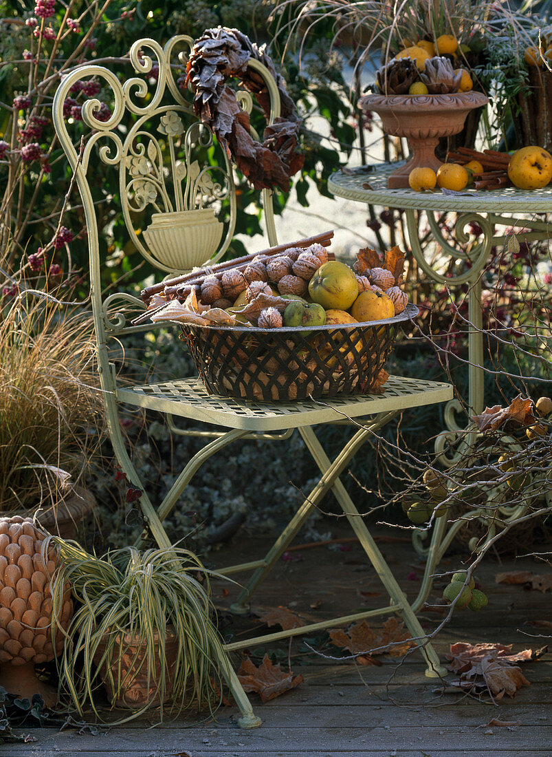 Metal basket with Chaenomeles (ornamental quince) and Juglans (walnuts)