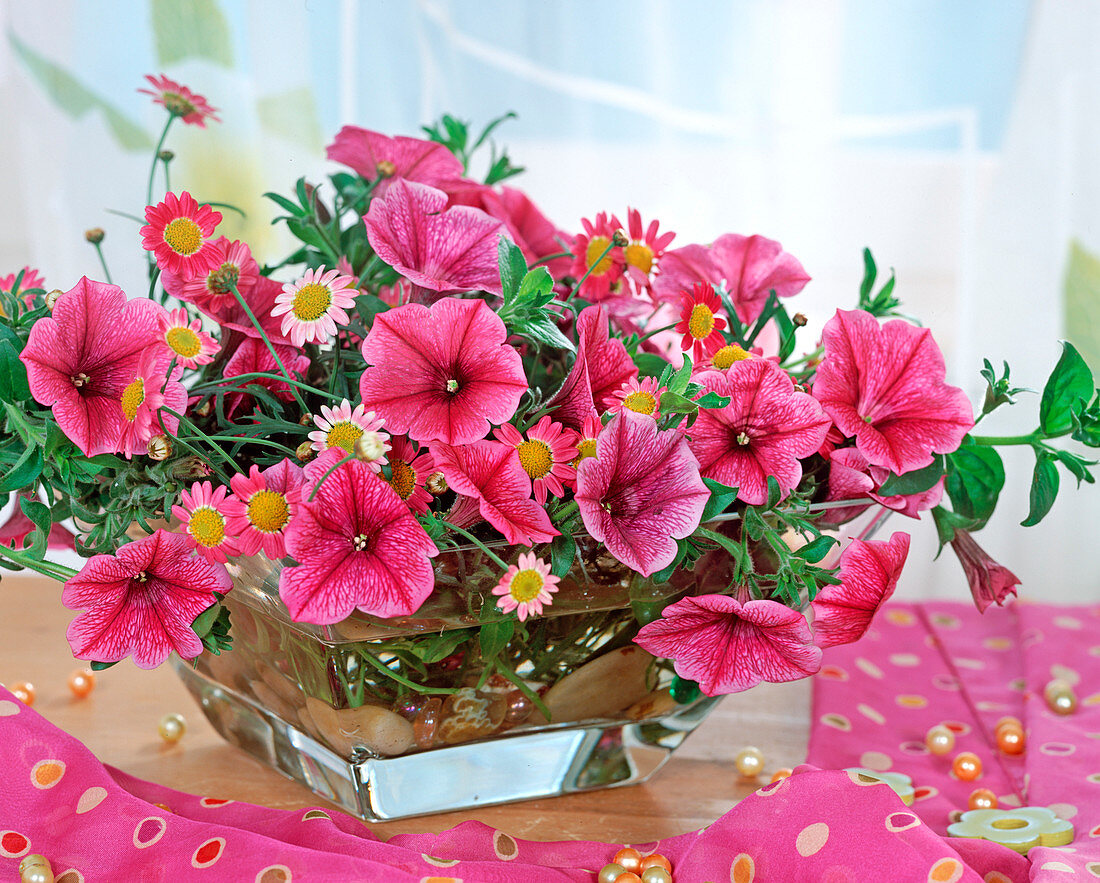 Glasschale mit Sommerblumen: Petunia Surfinia, Argyranthemum / Margeriten