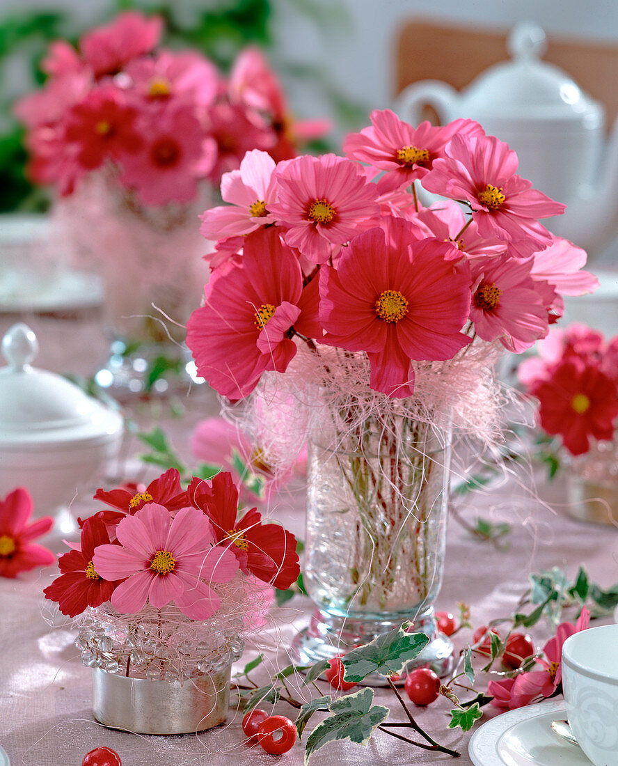 Cosmos bipinnatus / Schmuckkörbchen in Gläsern mit rosa