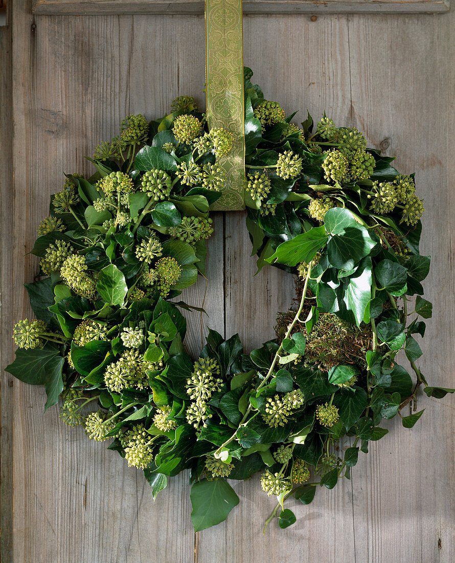 Door wreath of Hedera helix (ivy) with inflorescences direct