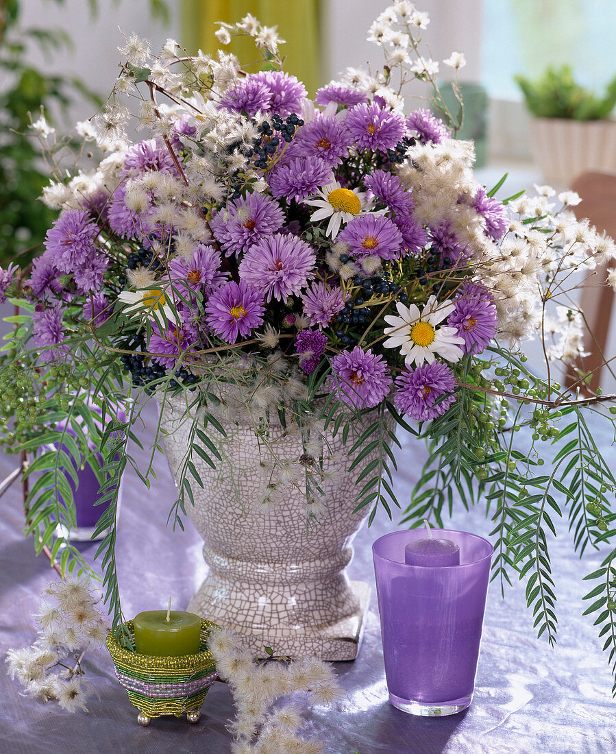 Aster autumn blackberries, Clematis clematis fruit stands, Argyranthemum daisies