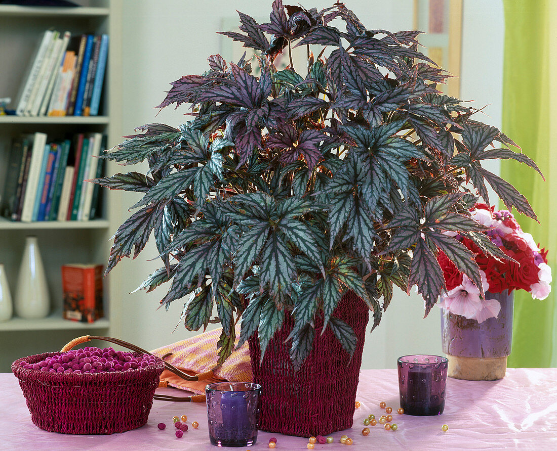 Begonia-Rex-Hybride