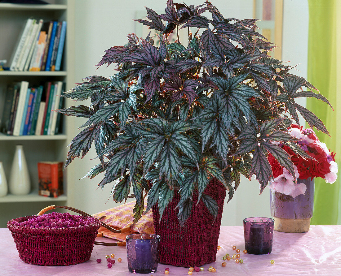 Begonia rex hybrid