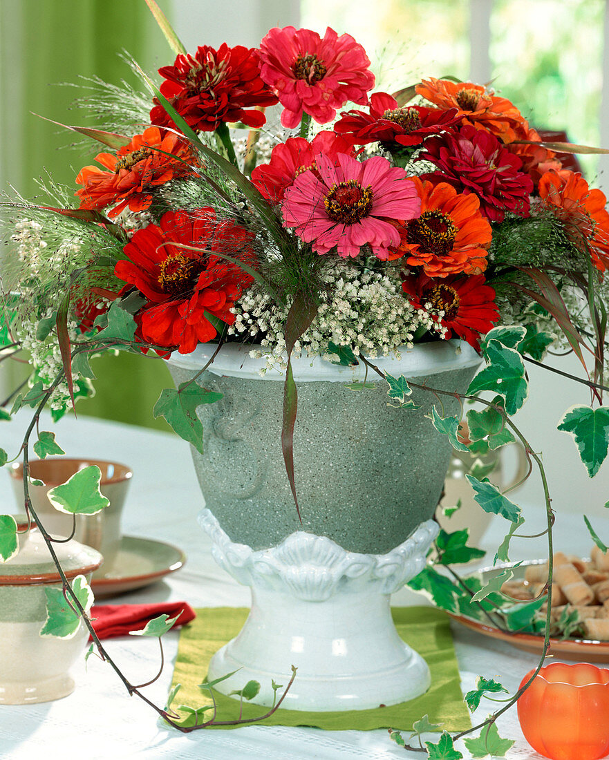 Zinnia elegans, Gypsophila (Schleierkraut), Hedera (Efeu)