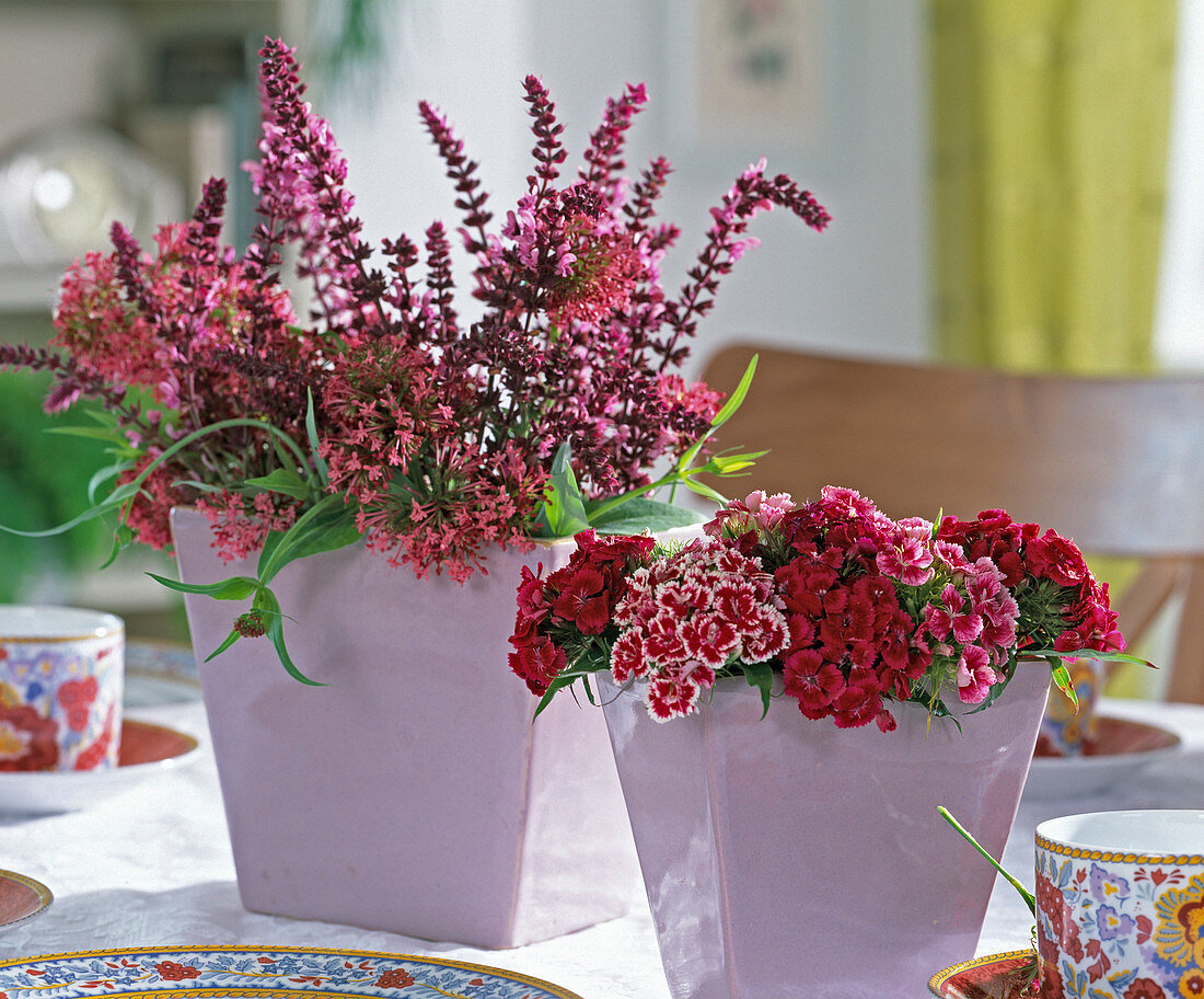 Dianthus (bearded carnations), Pentas lanceolata, Lythrum (purple loosestrife)