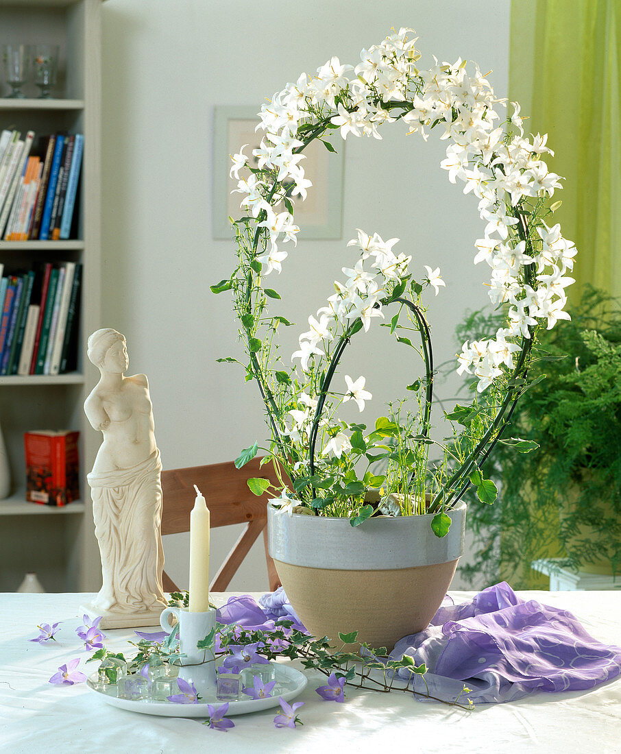 Campanula pyramidalis (Bellflower)