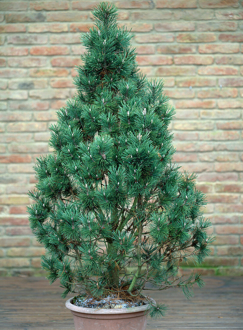 Pinus sylvestris 'Watereri' (Scots pine) as a living Christmas tree