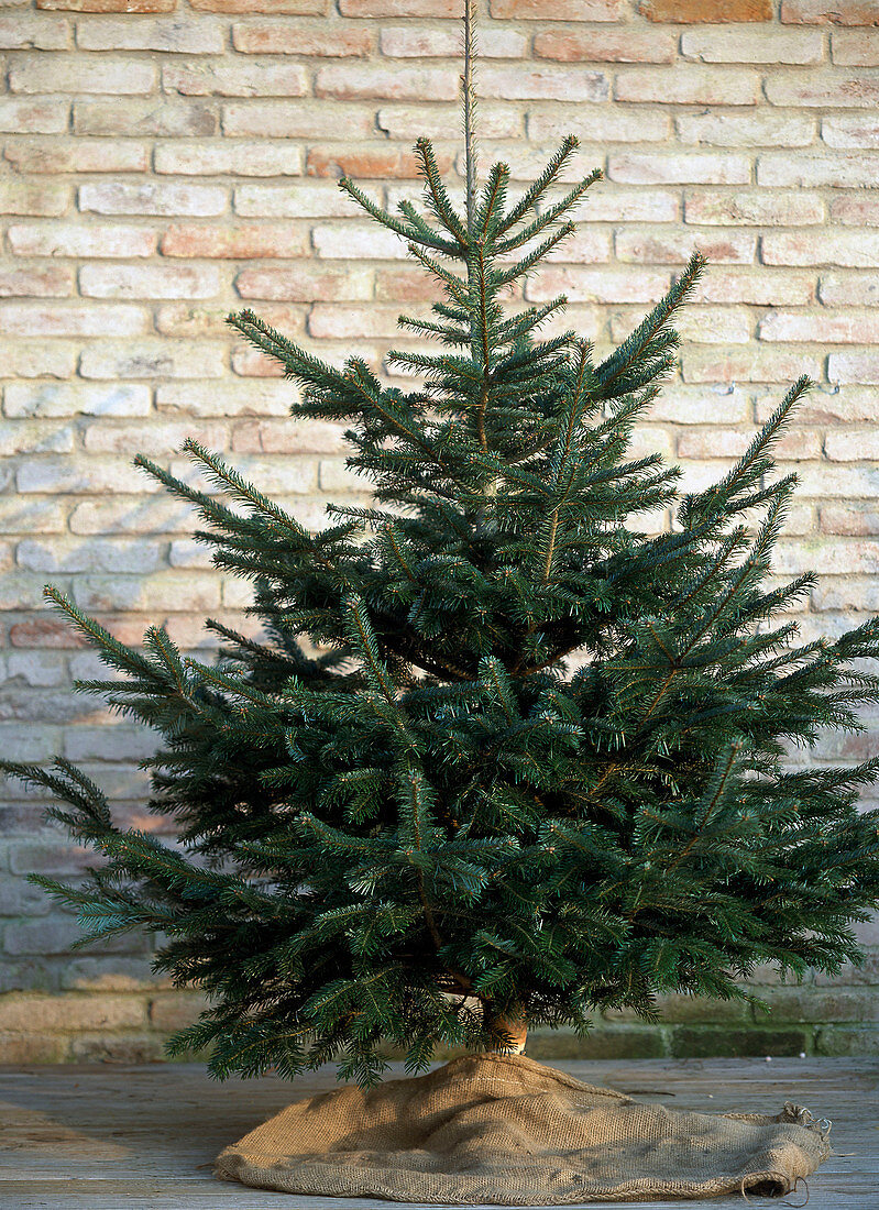 Abies nordmanniana (Nordmann fir