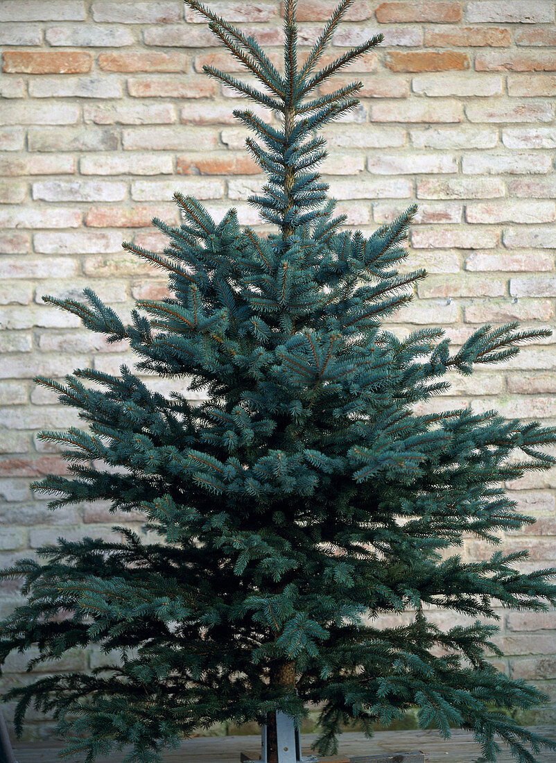 Picea pungens glauca / Blaufichte