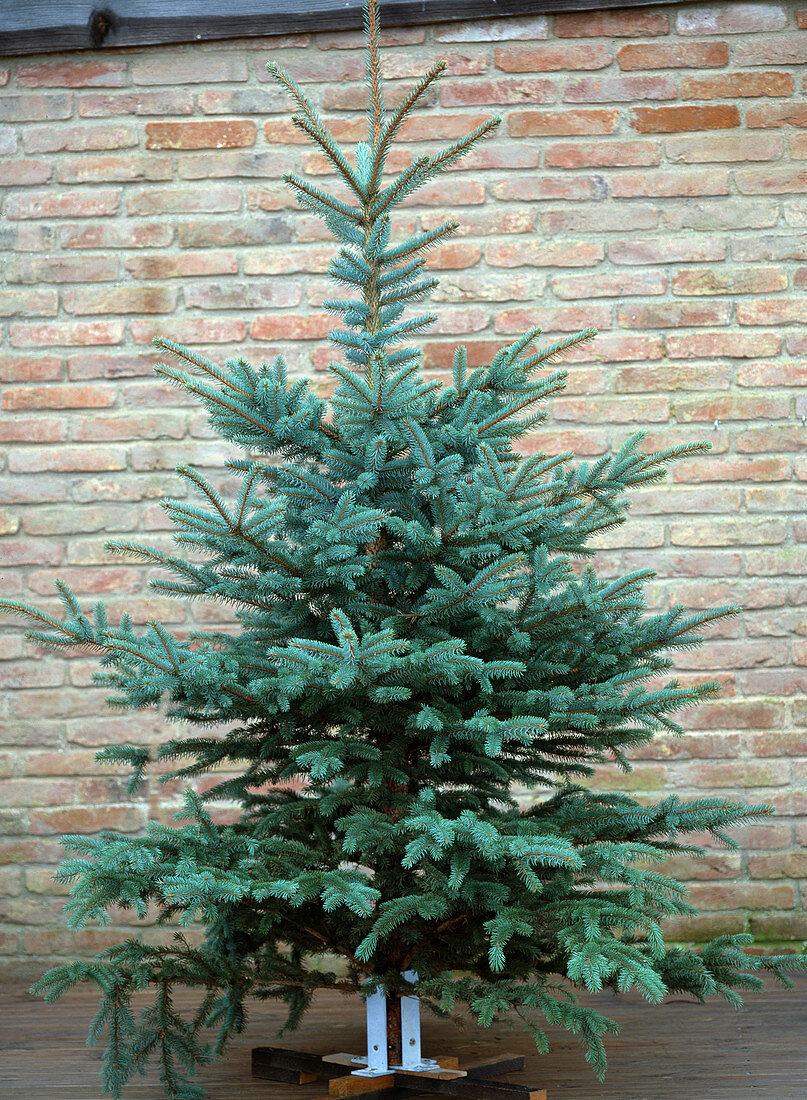 Picea pungens 'glauca' (blue spruce) 'Blautanne'