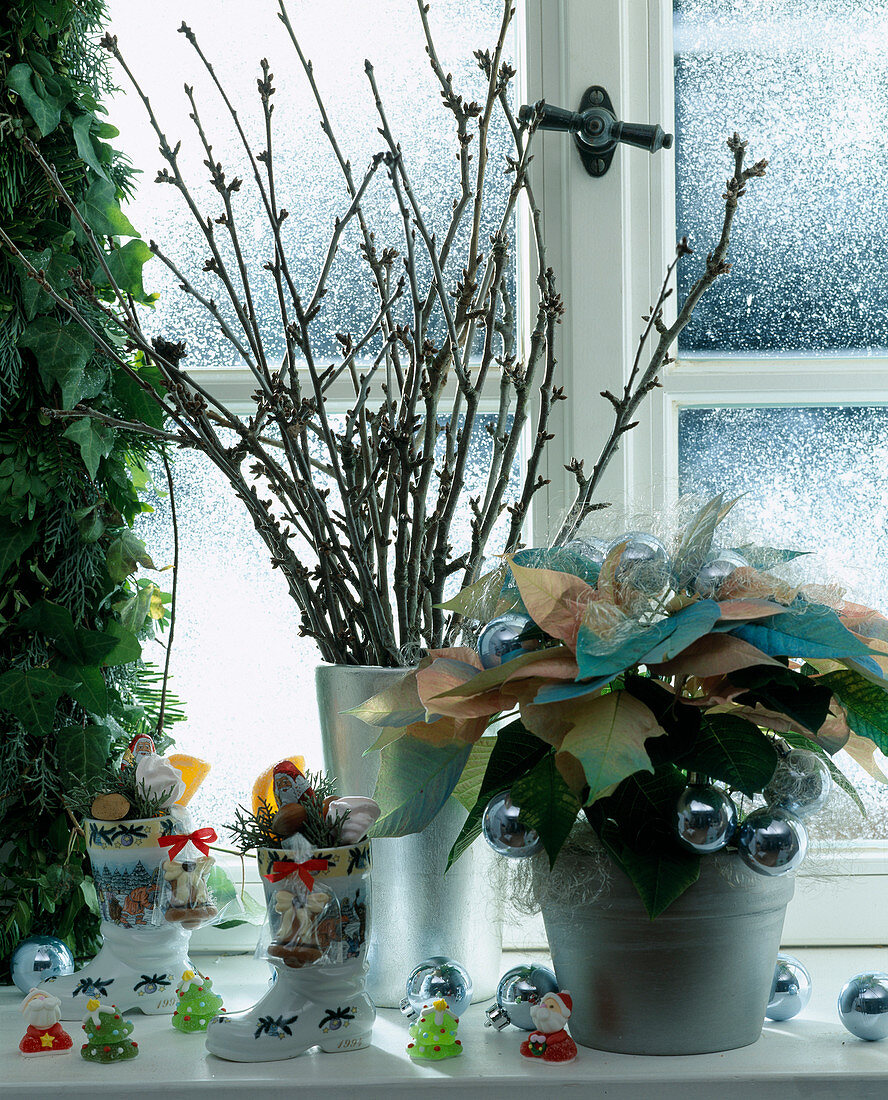 Winter window with barbara branches, Euphorbia 'Fantasiestern