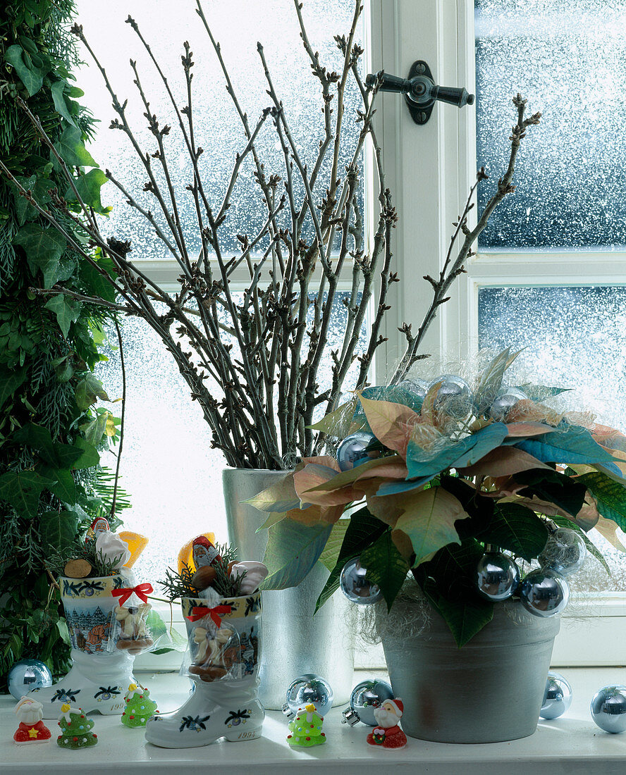 Winterfenster mit Barbarazweigen, Euphorbia 'Fantasiestern'