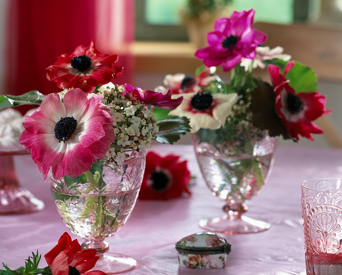 Anemonen und Viburnum tinus (Duftschneeball)