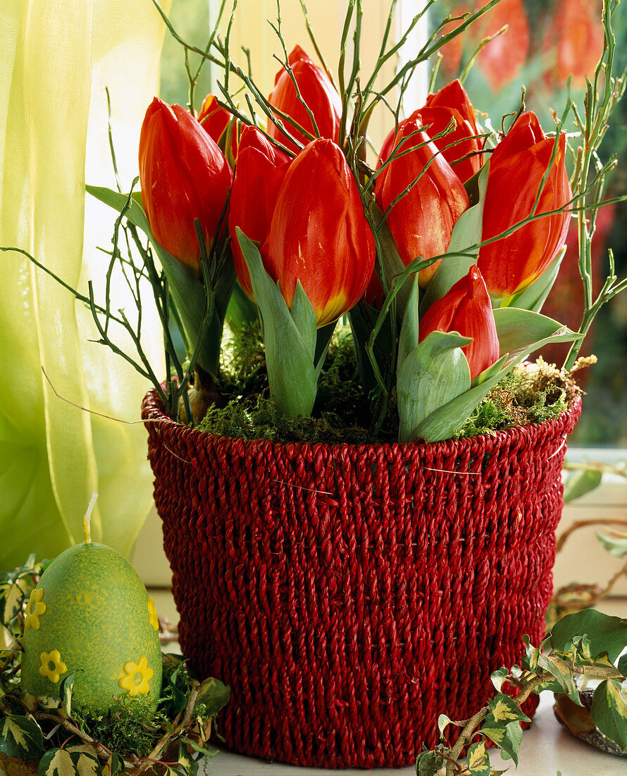 Tulipa hybr. 'Red Paradise'