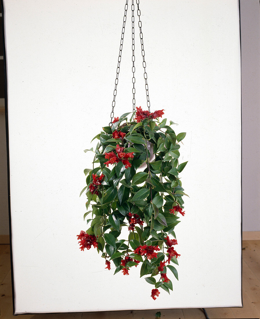 Aeschynanthus, free-standing