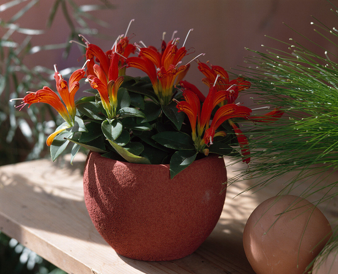 Aeschynanthus hybr. 'rubens'