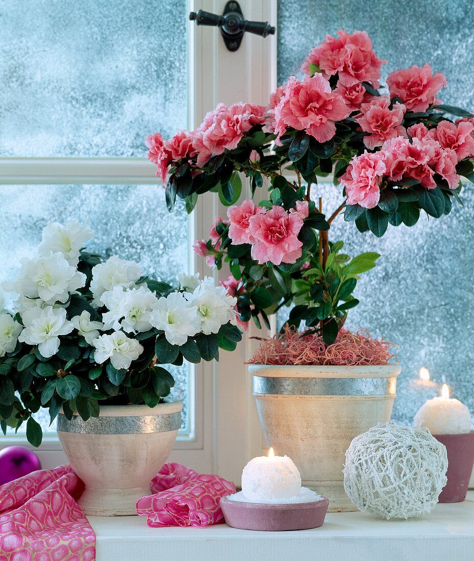 Azalea hybrid (azalea) in front of snowy window