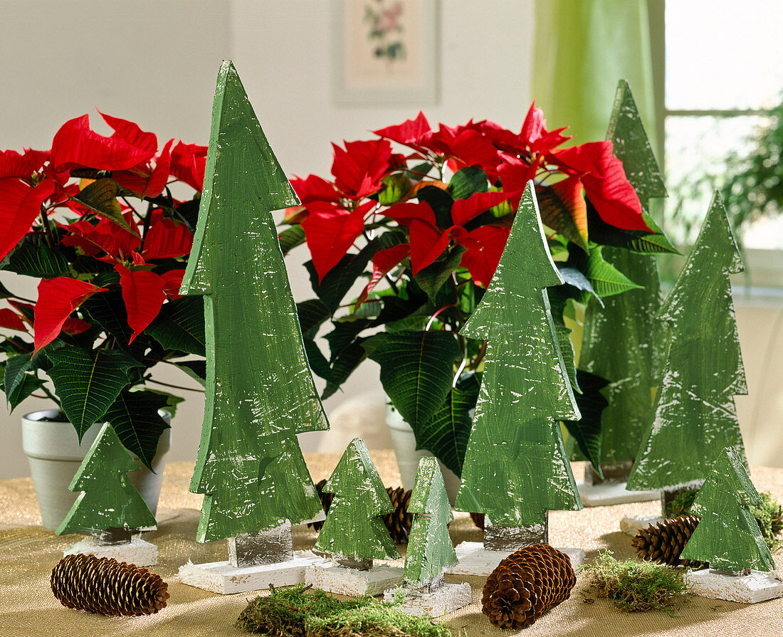 Euphorbia pulcherrima (poinsettia, fir trees)