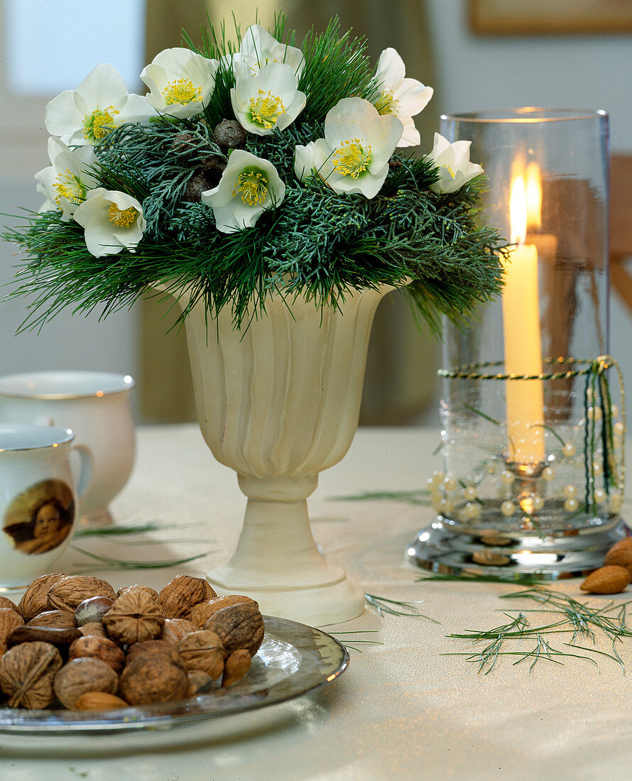 Bouquet of Helleborus niger (Christmas rose), Pinus (silk pine), Cupressus