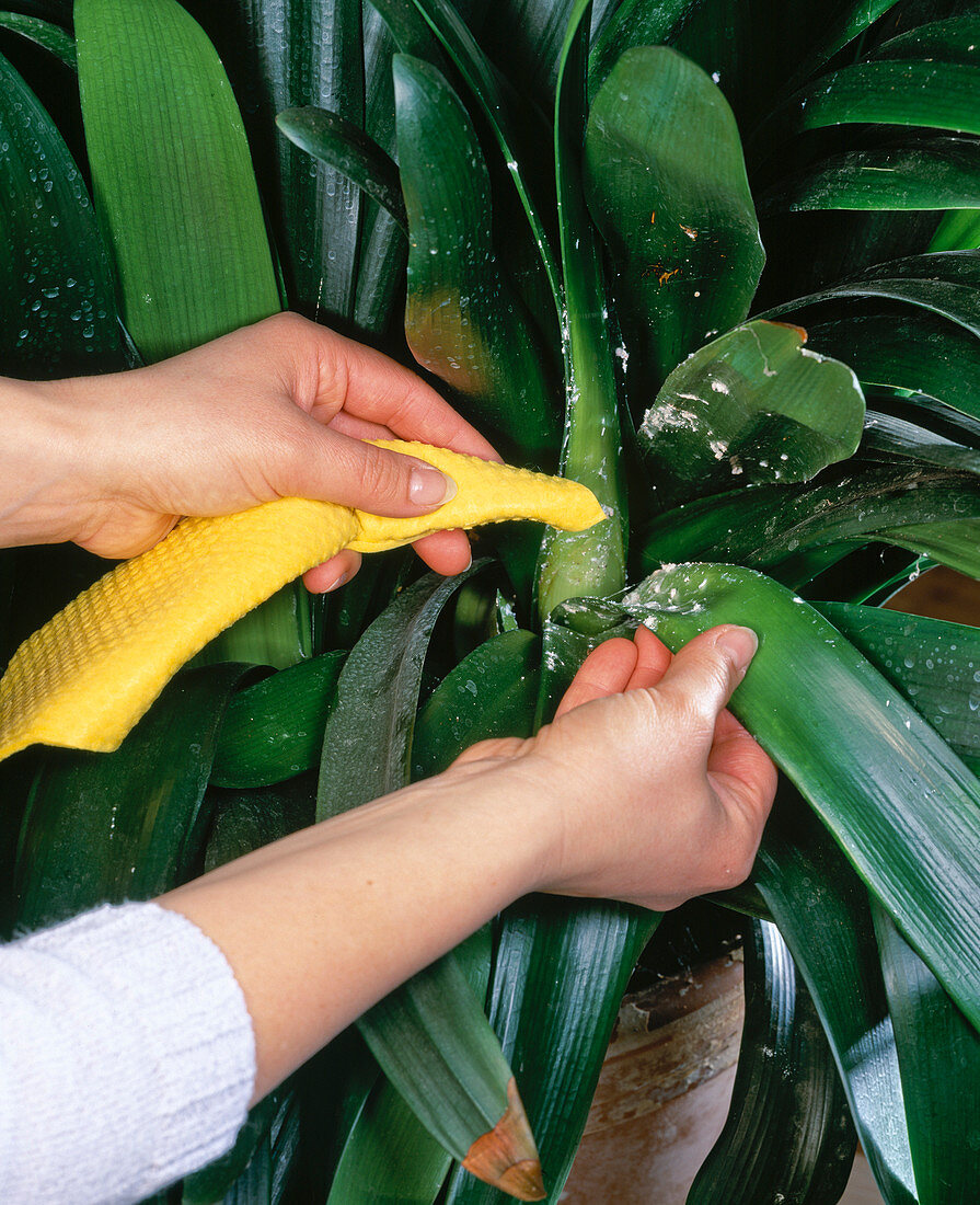 Wollläuse an Clivia-Blättern mit feuchtem Tuch abwischen