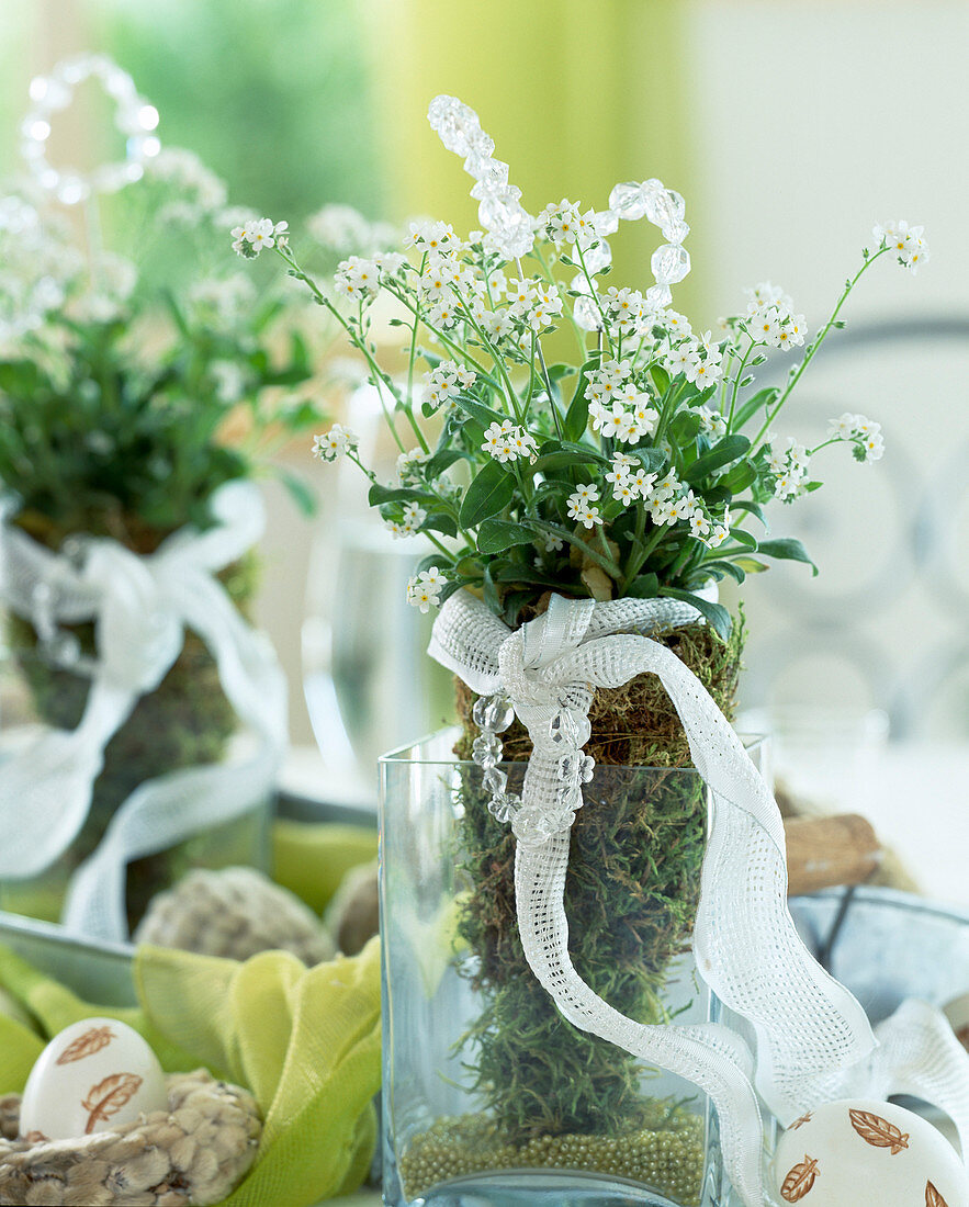 Myosotis sylvatica (Vergißmeinnicht) mit weißen Blüten