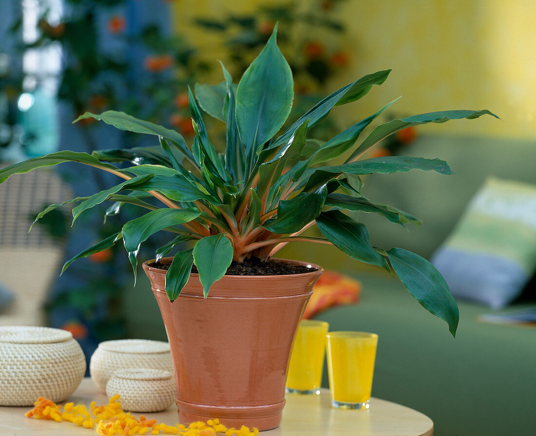 Chlorophytum hybrids 'Green Orange'