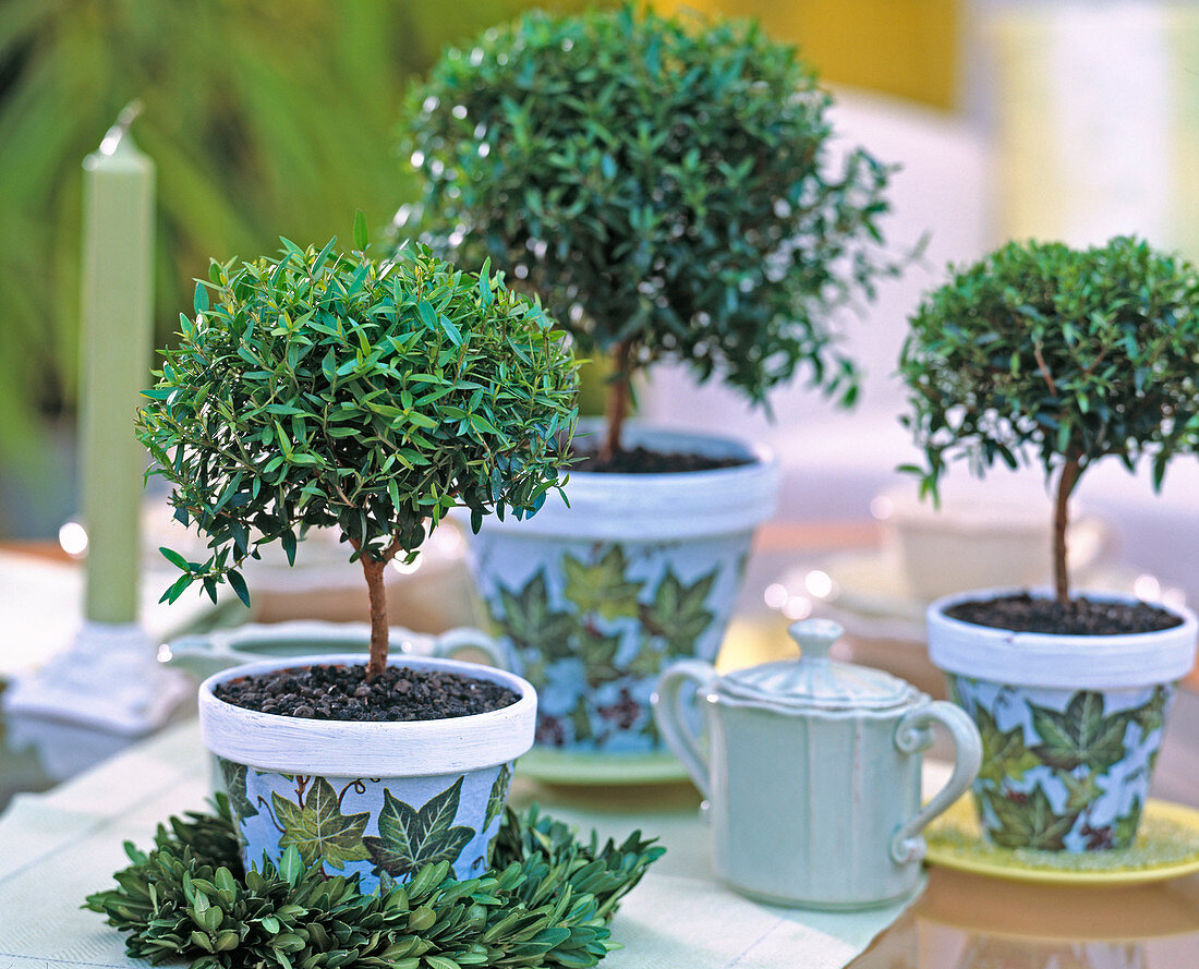 Myrtus communis (Myrtle stem) in pots with Hedera